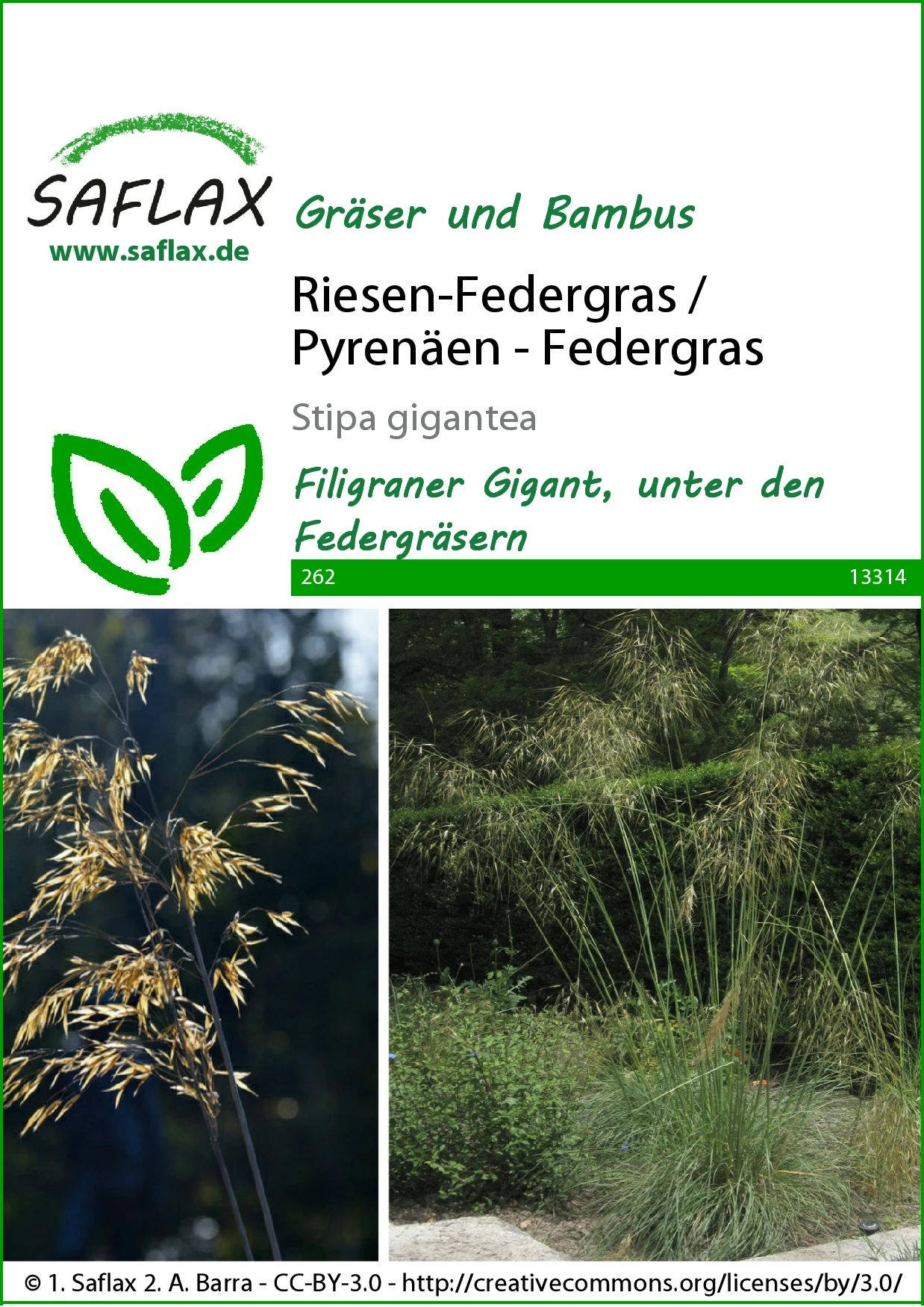 Riesen-Federgras (Pyrenäen-Federgras) | Gräsersamen Von Saflax 1 Riesen-Federgras (Pyrenäen-Federgras) | Gräsersamen Von Saflax