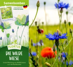 Samenbomben Die Wilde Wiese (6 Stück) | Wildblumenwiese Von FLORTUS 10 Samenbomben Die Wilde Wiese (6 Stück) | Wildblumenwiese Von FLORTUS -Garten Traum Haus 562168 Samenbomben Die wilde Wiese 6 Stueck 2000 1059 2