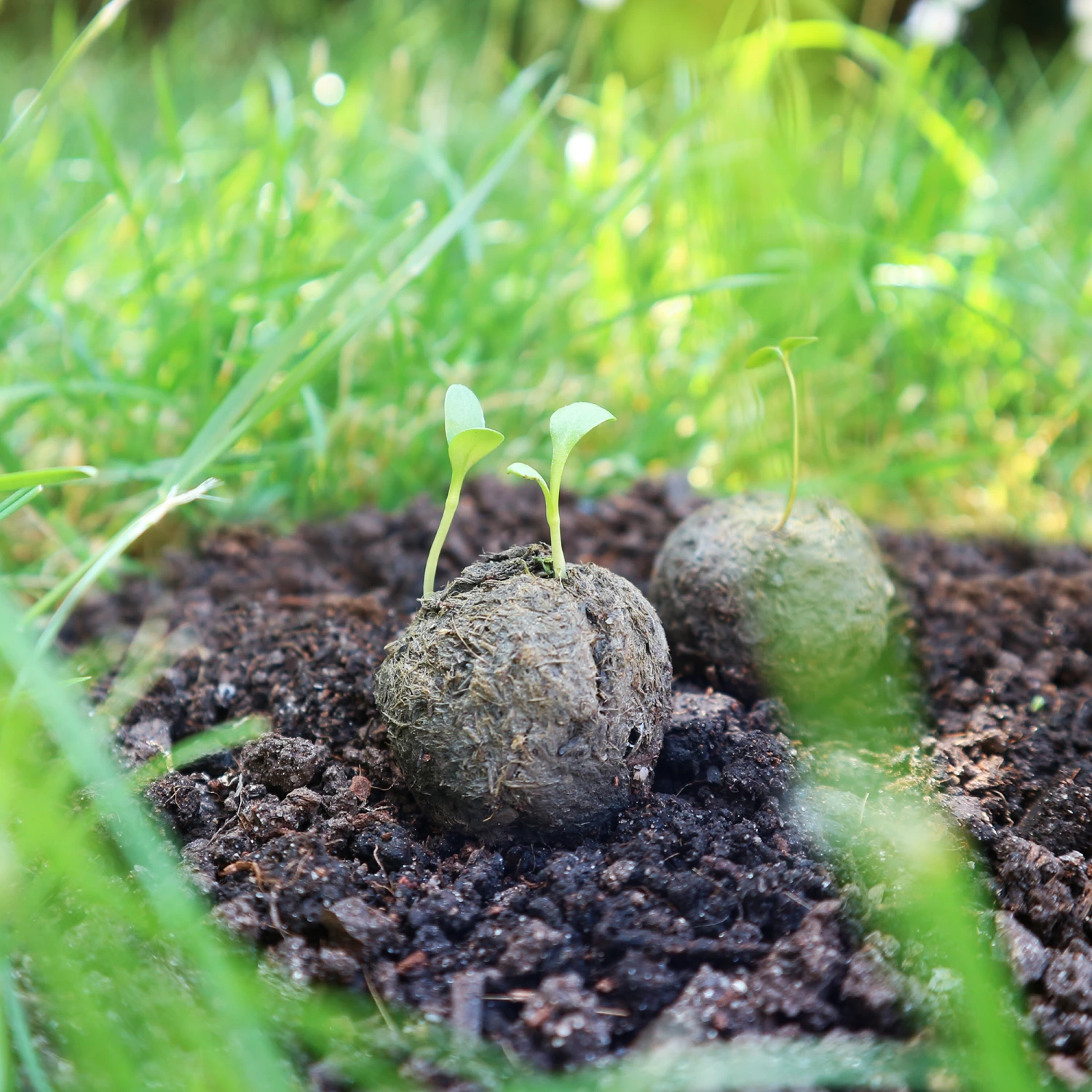 Samenbomben Die Wilde Wiese (6 Stück) | Wildblumenwiese Von FLORTUS 2 Samenbomben Die Wilde Wiese (6 Stück) | Wildblumenwiese Von FLORTUS – Bild 2
