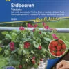 Erdbeere Toscana (Pillensaat) | Erdbeersamen Von Kiepenkerl