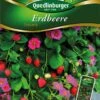 Erdbeere Toscana | Erdbeersamen Von Quedlinburger