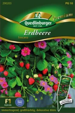 Erdbeere Toscana | Erdbeersamen Von Quedlinburger