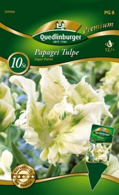 Papagei Tulpe Super Parrot (10 Stück) | Papagei-Tulpen Von Quedlinburger