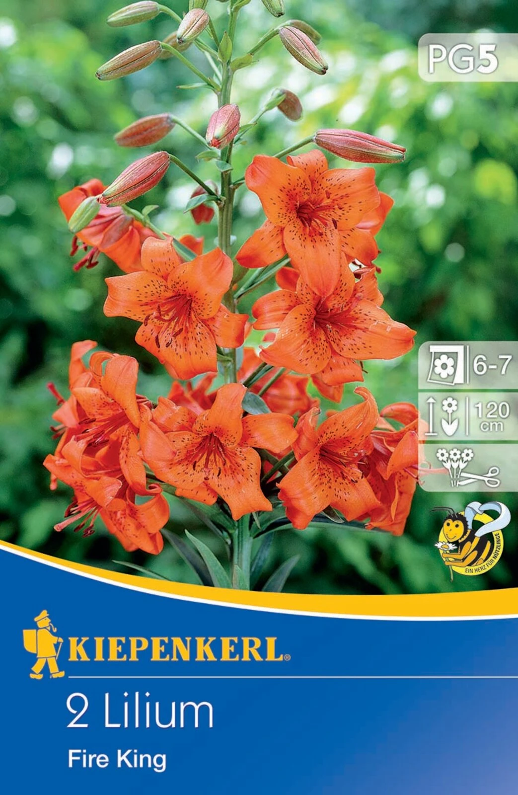 Lilie Fire King (2 Stück) | Lilienzwiebeln Von Kiepenkerl 2 Lilie Fire King (2 Stück) | Lilienzwiebeln Von Kiepenkerl – Bild 2