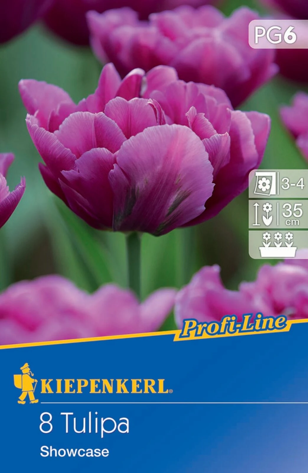Gefüllte Frühe Tulpe Showcase (8 Stück) | Tulpenzwiebeln Von Kiepenkerl 2 Gefüllte Frühe Tulpe Showcase (8 Stück) | Tulpenzwiebeln Von Kiepenkerl – Bild 2