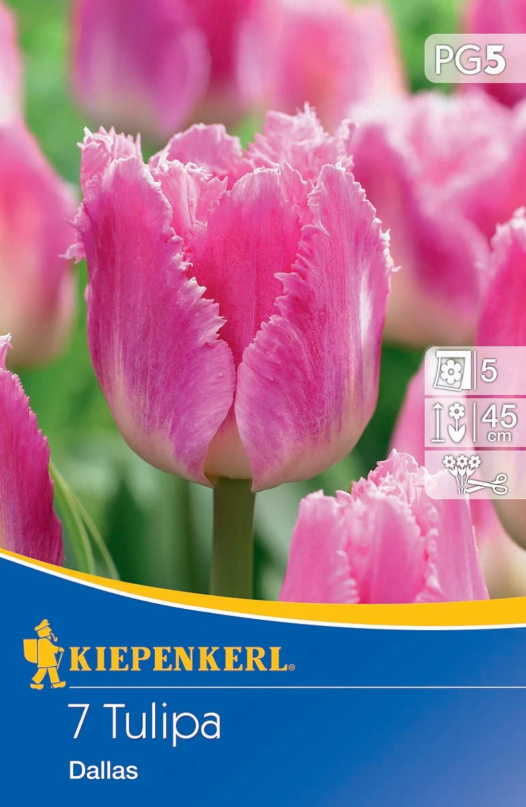 Gefranste Tulpe Dallas (7 Stück) | Tulpenzwiebeln Von Kiepenkerl 2 Gefranste Tulpe Dallas (7 Stück) | Tulpenzwiebeln Von Kiepenkerl – Bild 2