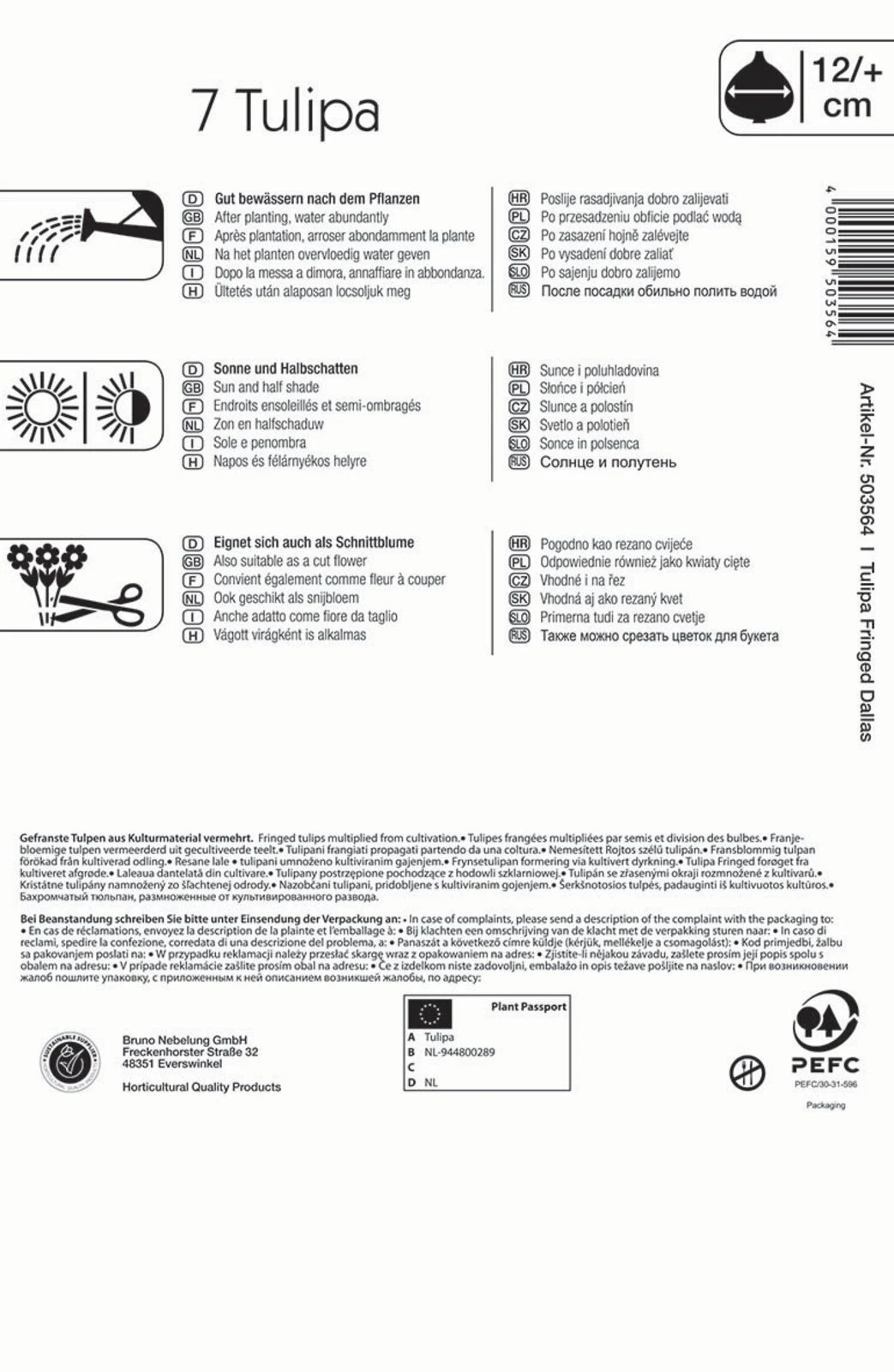 Gefranste Tulpe Dallas (7 Stück) | Tulpenzwiebeln Von Kiepenkerl 1 Gefranste Tulpe Dallas (7 Stück) | Tulpenzwiebeln Von Kiepenkerl