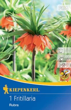 Kaiserkrone Rubra (1 Stück) | Kaiserkronenzwiebeln Von Kiepenkerl