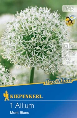 Zierlauch Mont Blanc (1 Stück) | Alliumzwiebeln Von Kiepenkerl