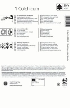 Herbstzeitlose Lilac Wonder (1 Stück) | Herbstzeitlosen Von Kiepenkerl