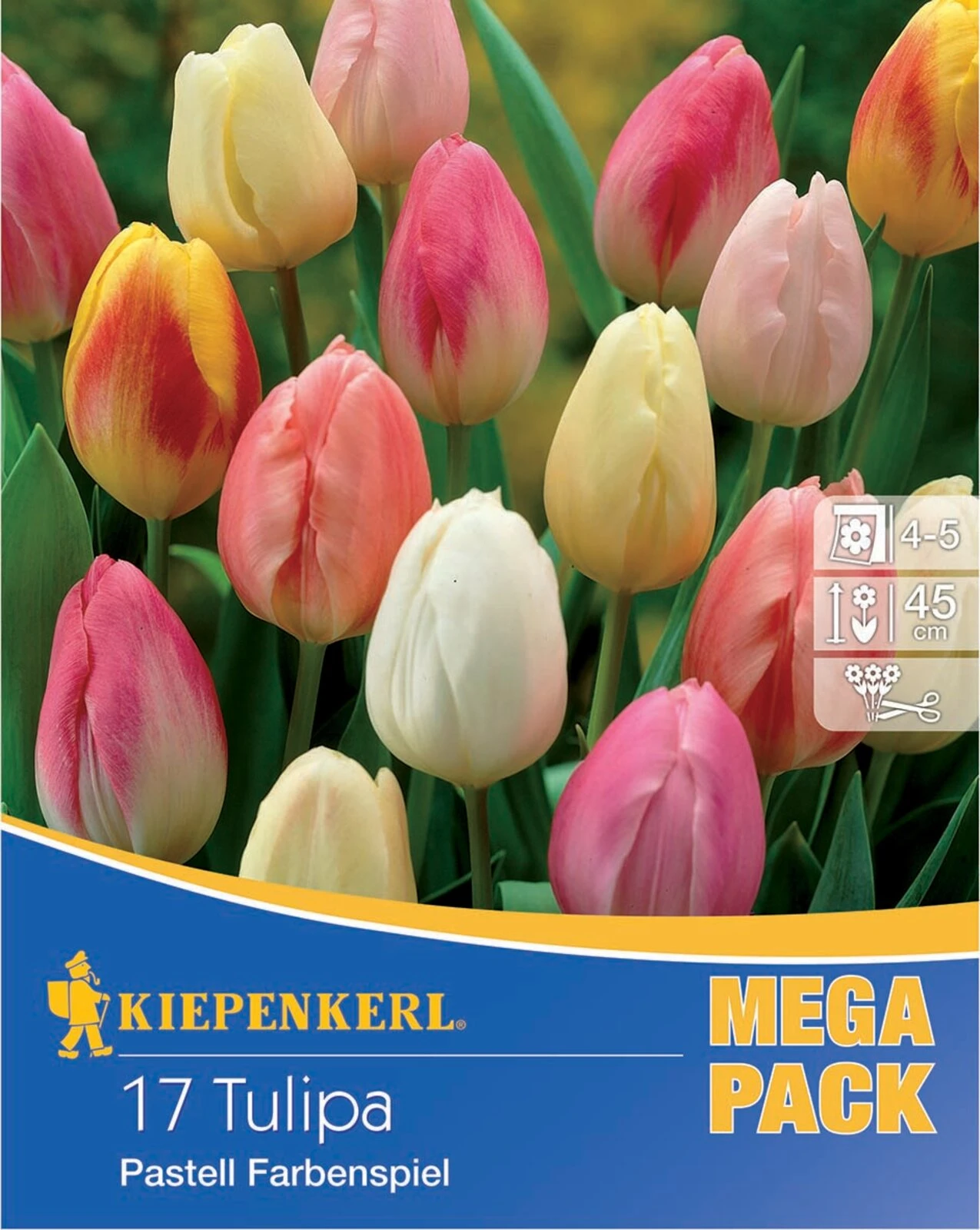 Mega-Pack Triumph-Tulpe Pastell Farbenspiel (17 Stück) | Tulpenzwiebeln Von Kiepenkerl 1 Mega-Pack Triumph-Tulpe Pastell Farbenspiel (17 Stück) | Tulpenzwiebeln Von Kiepenkerl