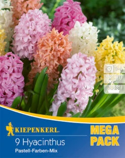 Mega-Pack Hyazinthe Pastell Mischung (9 Stück) | Hyazinthenzwiebeln Von Kiepenkerl