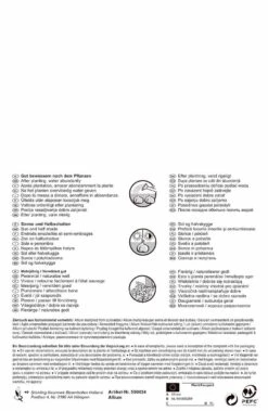 Zierlauch Gladiator (3 Stück) | Alliumzwiebeln Von Pegasus