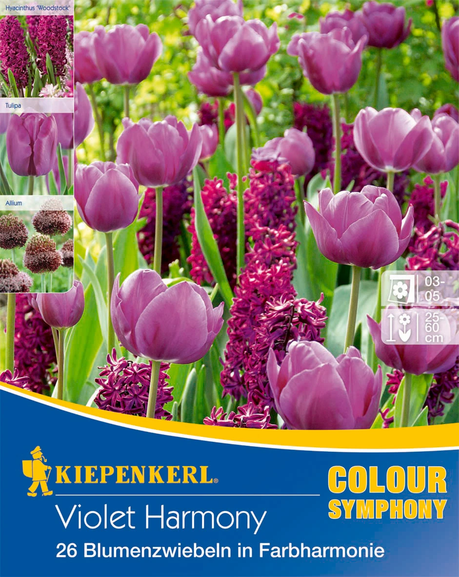 Colour Symphony Violet Harmony (26 Stück) | Blumenzwiebelmischungen Von Kiepenkerl 1 Colour Symphony Violet Harmony (26 Stück) | Blumenzwiebelmischungen Von Kiepenkerl