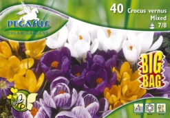 Großblumiger Krokus (35 Stück) | Krokuszwiebeln Von Pegasus