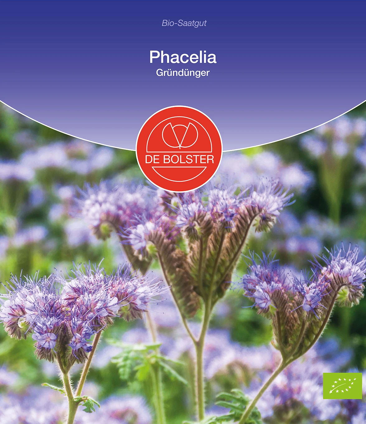Phacelia Gründünger | BIO Phaceliasamen Von De Bolster 2 Phacelia Gründünger | BIO Phaceliasamen Von De Bolster – Bild 2