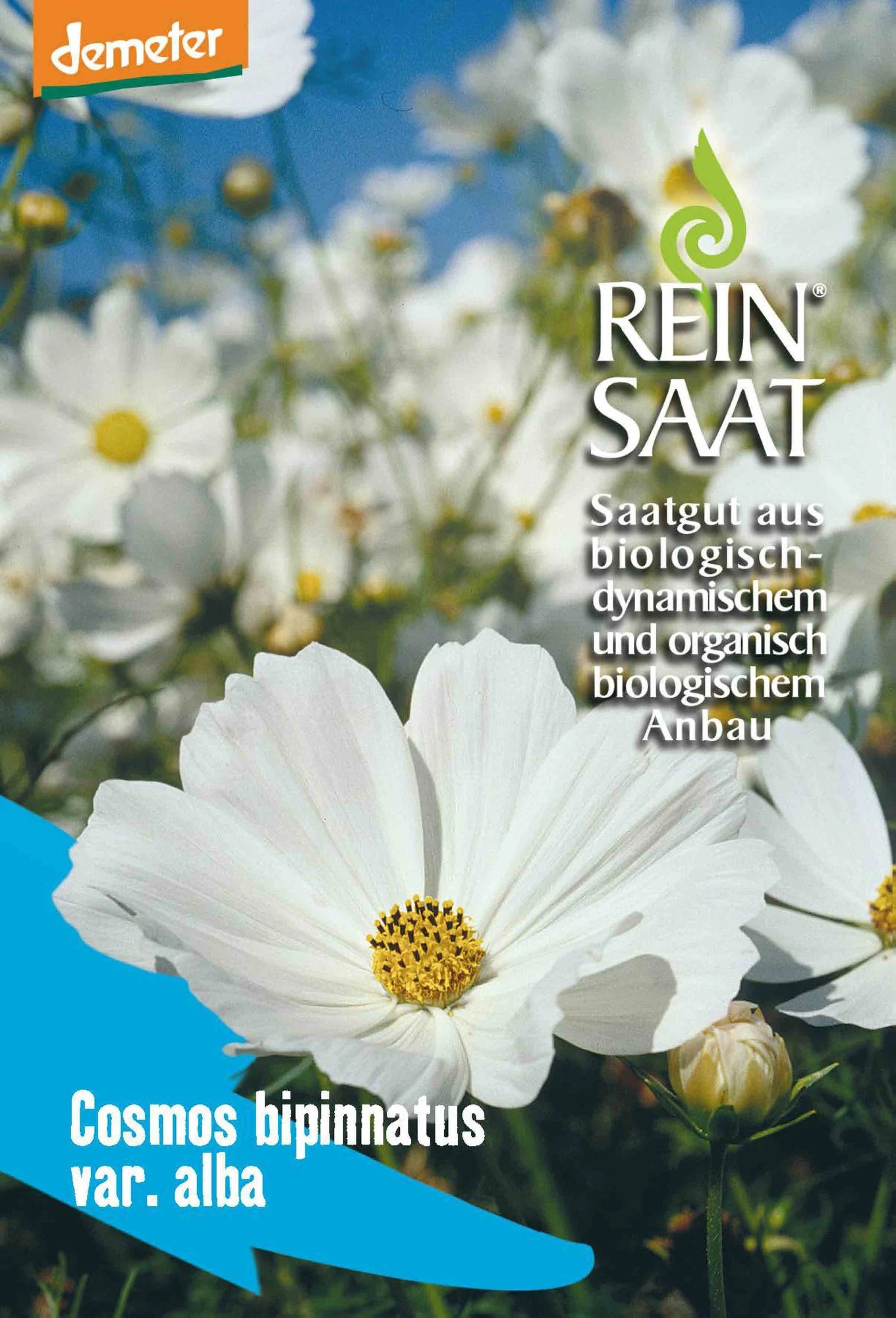 Cosmea Weiß | BIO Cosmeasamen Von Reinsaat 1 Cosmea Weiß | BIO Cosmeasamen Von Reinsaat