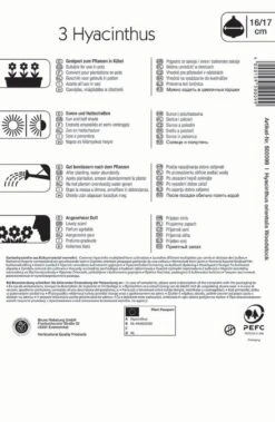 Hyazinthe Woodstock (3 Stück) | Hyazinthenzwiebeln Von Kiepenkerl