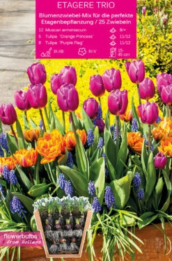 Etagere Trio (25 Stück) | Blumenzwiebelmischungen Von Young Generation