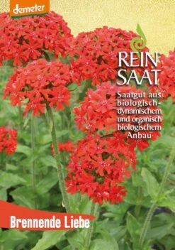 Brennende Liebe | BIO Nelkensamen Von Reinsaat