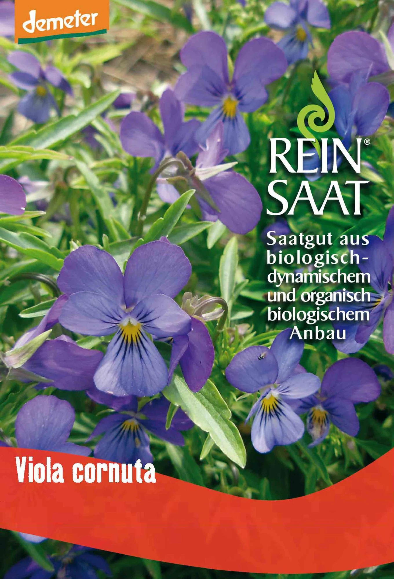 Hornveilchen | BIO Hornveilchensamen Von Reinsaat 1 Hornveilchen | BIO Hornveilchensamen Von Reinsaat