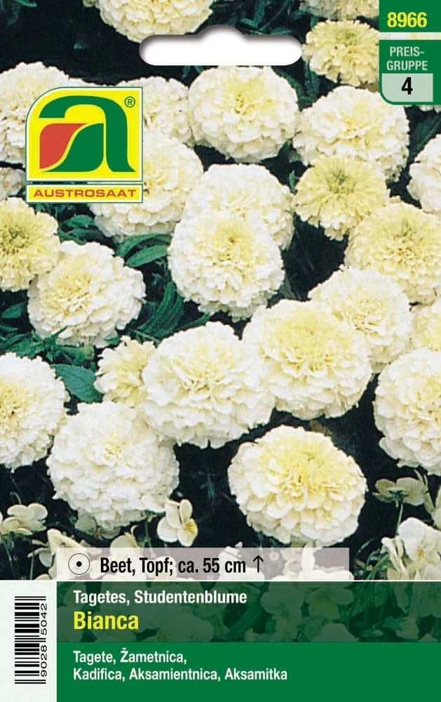 Studentenblume Bianca F1 | Studentenblumensamen Von Austrosaat 1 Studentenblume Bianca F1 | Studentenblumensamen Von Austrosaat