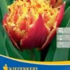 Gefranste Tulpe Golddust (7 Stück) | Tulpenzwiebeln Von Kiepenkerl