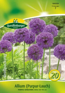 Allium Purple Sensation (18 Stück) | Alliumzwiebeln Von Quedlinburger