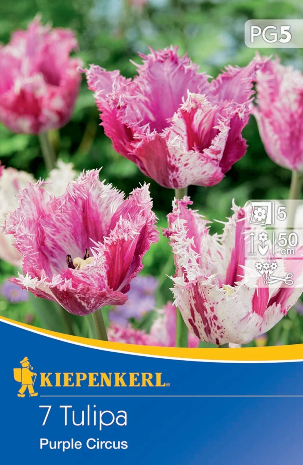 Gefranste Tulpe Purple Circus (7 Stück) | Tulpenzwiebeln Von Kiepenkerl 2 Gefranste Tulpe Purple Circus (7 Stück) | Tulpenzwiebeln Von Kiepenkerl – Bild 2