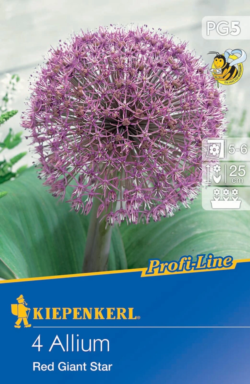 Zierlauch Red Giant Star (4 Stück) | Alliumzwiebeln Von Kiepenkerl 1 Zierlauch Red Giant Star (4 Stück) | Alliumzwiebeln Von Kiepenkerl