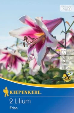 Lilien-Hybride Friso (2 Stück) | Lilienzwiebeln Von Kiepenkerl