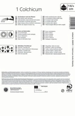 Herbstzeitlose Arctic Waterlily (1 Stück) | Herbstzeitlosen Von Kiepenkerl