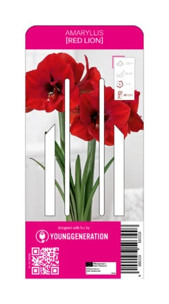 Ritterstern Red Lion (1 Stück) | Amaryllis Von Young Generation