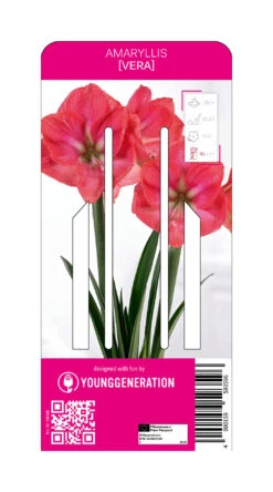 Ritterstern Vera (1 Stück) | Amaryllis Von Young Generation