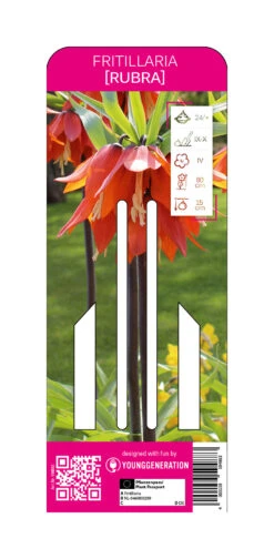 Kaiserkrone Rubra (1 Stück) | Fritillarianzwiebeln Von Young Generation