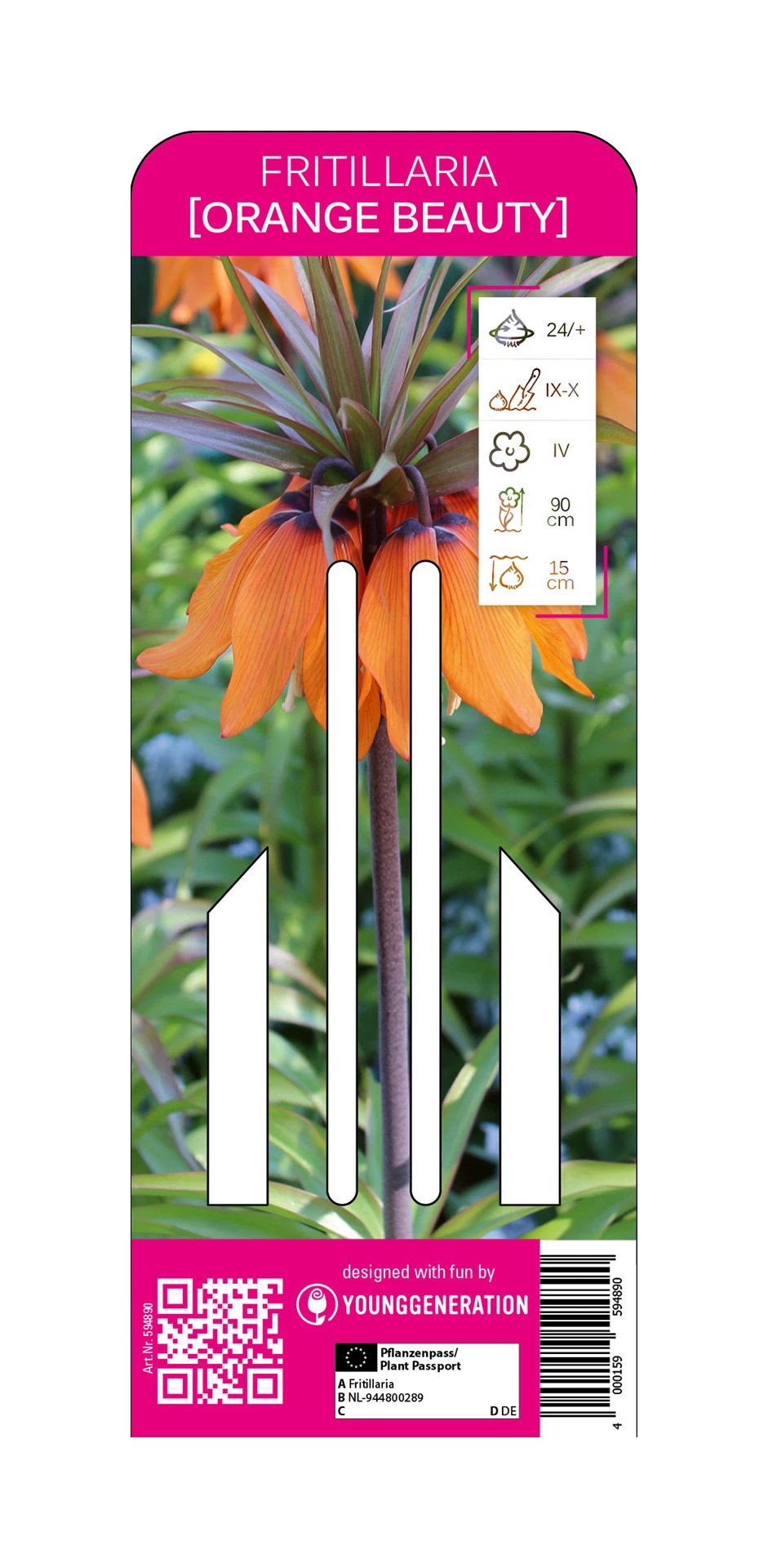 Kaiserkrone Orange Beauty (1 Stück) | Fritillarianzwiebeln Von Young Generation 1 Kaiserkrone Orange Beauty (1 Stück) | Fritillarianzwiebeln Von Young Generation