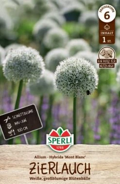 Zierlauch Mont Blanc (1 Stück) | Zierlauchzwiebeln Von Sperli