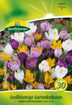 Großblumige Krokusse Prachtmischung (20 Stück) | Krokuszwiebeln Von Quedlinburger