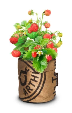 Greensquad Süße Erdbeere | Anzuchtsets Von Baza -Garten Traum Haus 550257 Greensquad Suesse Erdbeere 18027706 bz 1