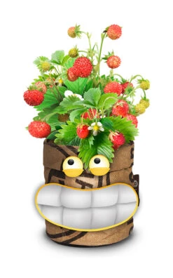 Greensquad Süße Erdbeere | Anzuchtsets Von Baza -Garten Traum Haus 550257 Greensquad Suesse Erdbeere 18027706 bz 2