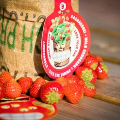 Greensquad Süße Erdbeere | Anzuchtsets Von Baza -Garten Traum Haus 550257 Greensquad Suesse Erdbeere 18027706 bz 5