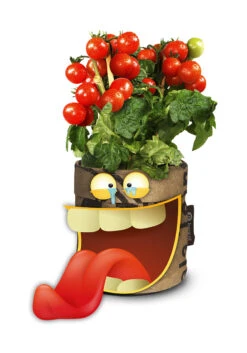 Greensquad Snack-Tomaten | Anzuchtsets Von Baza -Garten Traum Haus 550259 Greensquad Snack Tomaten 18027709 bz 2