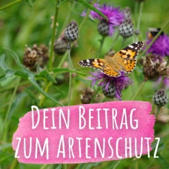 Bienenweide Mit Wildgräsern (Naturwiese) | Bienenwiese Von Biobalu -Garten Traum Haus 550629 Bienenweide mit Wildgraesern Naturwiese BB1016 4