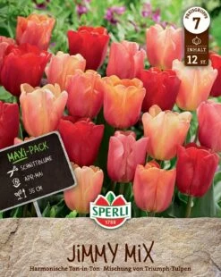 Tulpe Jimmy Mix (12 Stück) | Triumph-Tulpen Von Sperli