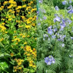 Stauden Bienenweide | BIO Bienenwiese Von Biobalu -Garten Traum Haus 554548 BIO Stauden Bienenweide BB1023 2