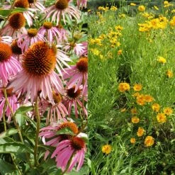 Stauden Bienenweide | BIO Bienenwiese Von Biobalu -Garten Traum Haus 554548 BIO Stauden Bienenweide BB1023 3