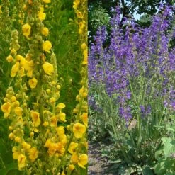 Stauden Bienenweide | BIO Bienenwiese Von Biobalu -Garten Traum Haus 554548 BIO Stauden Bienenweide BB1023 6