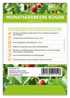 Monatserdbeere Rügen (100 Tütchen) | Erdbeersamen Von FLORTUS -Garten Traum Haus 555104 Monatserdbeere Ruegen 100 Tuetchen 2000 0771 100x 2
