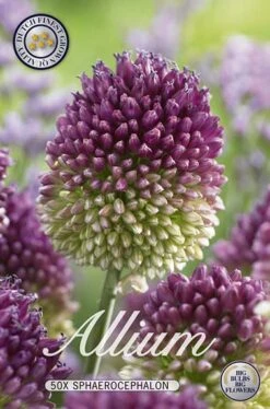 Zierlauch Sphaerocephalon (50 Stück) | Zierlauchzwiebeln Von Sam Van Schooten