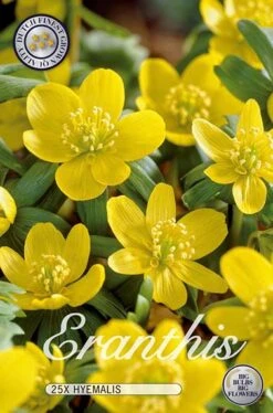 Winterling (25 Stück) | Winterlingzwiebeln Von Sam Van Schooten